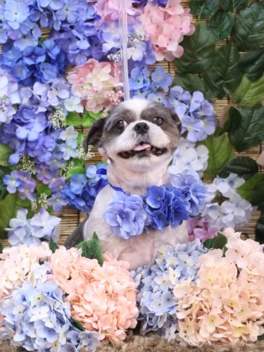 20250624大吉くん